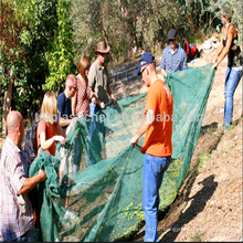 récolte professionnelle des olives - récolte en chute libre